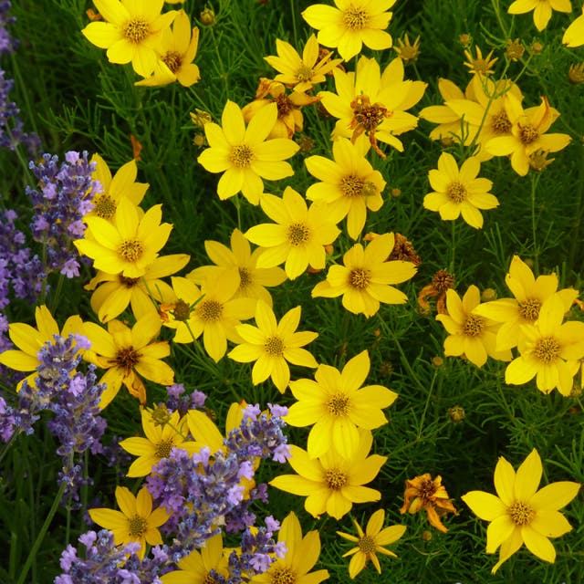 Zagreb Coreopsis