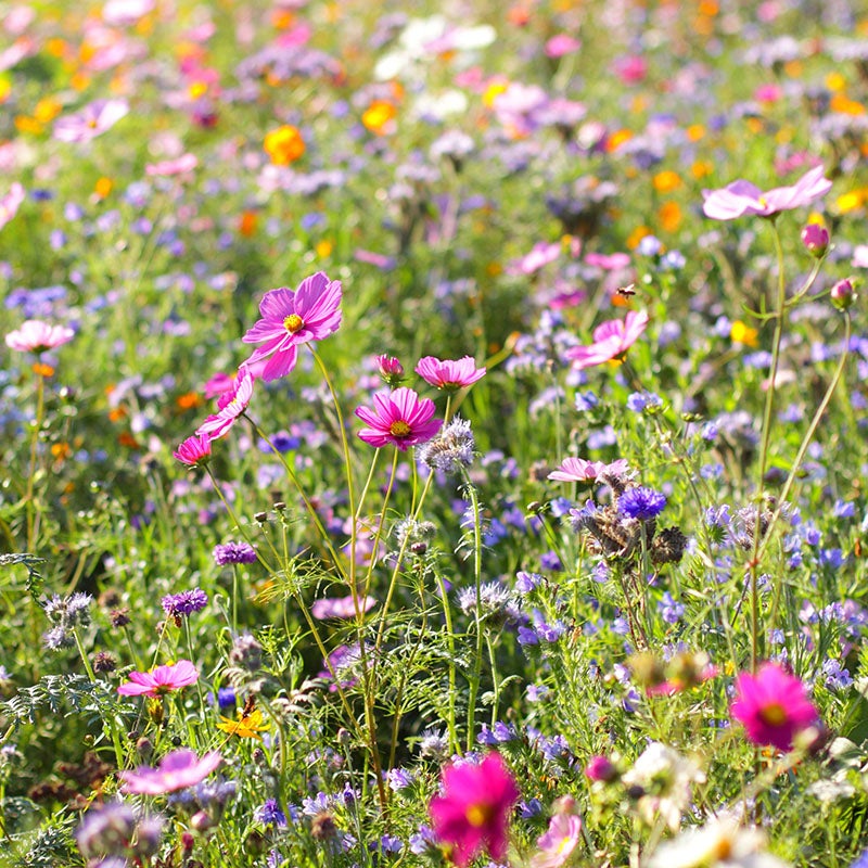 Cosmos, Bachelor Buttons