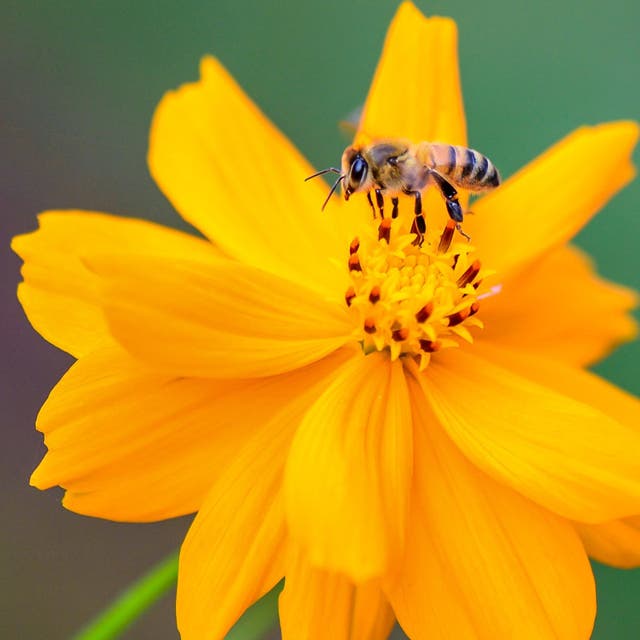 Honey Bee Wildflower Seed Mix