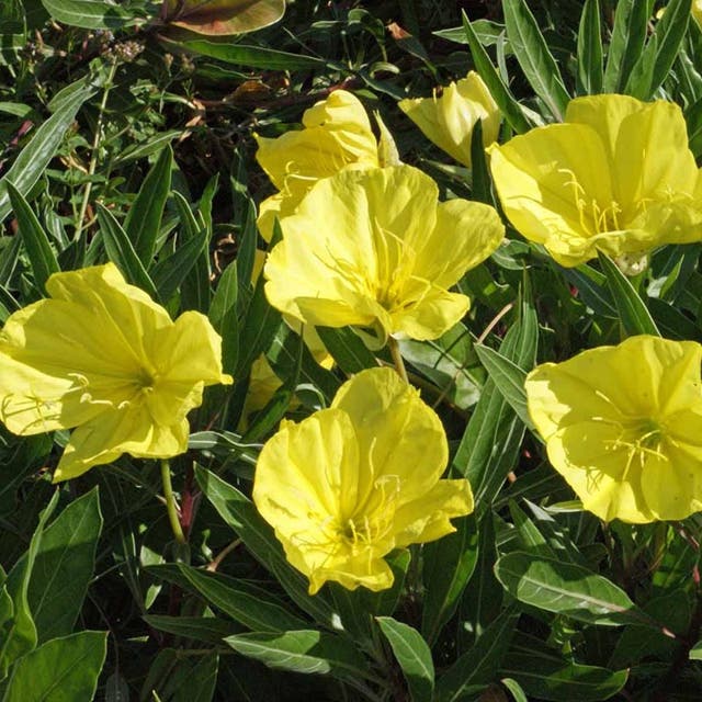 Missouri Evening Primrose