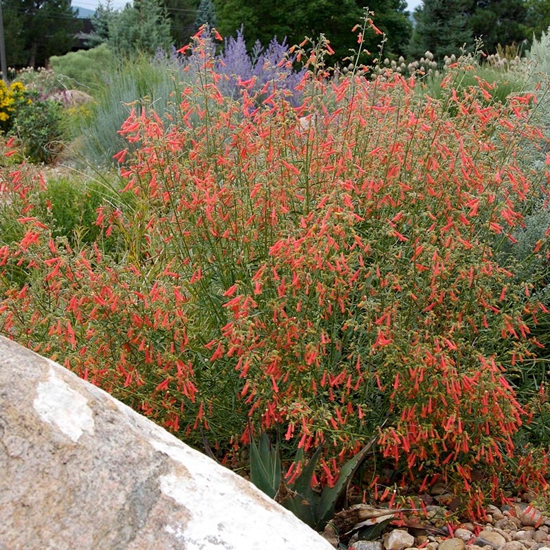 Bridges' Penstemon (Penstemon rostriflorus 'Bridges'). Photo Courtesy of David Winger and Plant Select.
