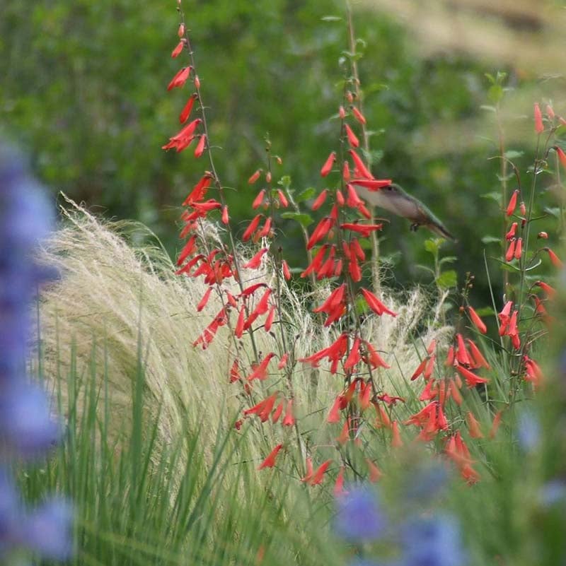 Bridges' Penstemon (Penstemon rostriflorus 'Bridges'). Photo Courtesy of David Winger and Plant Select.
