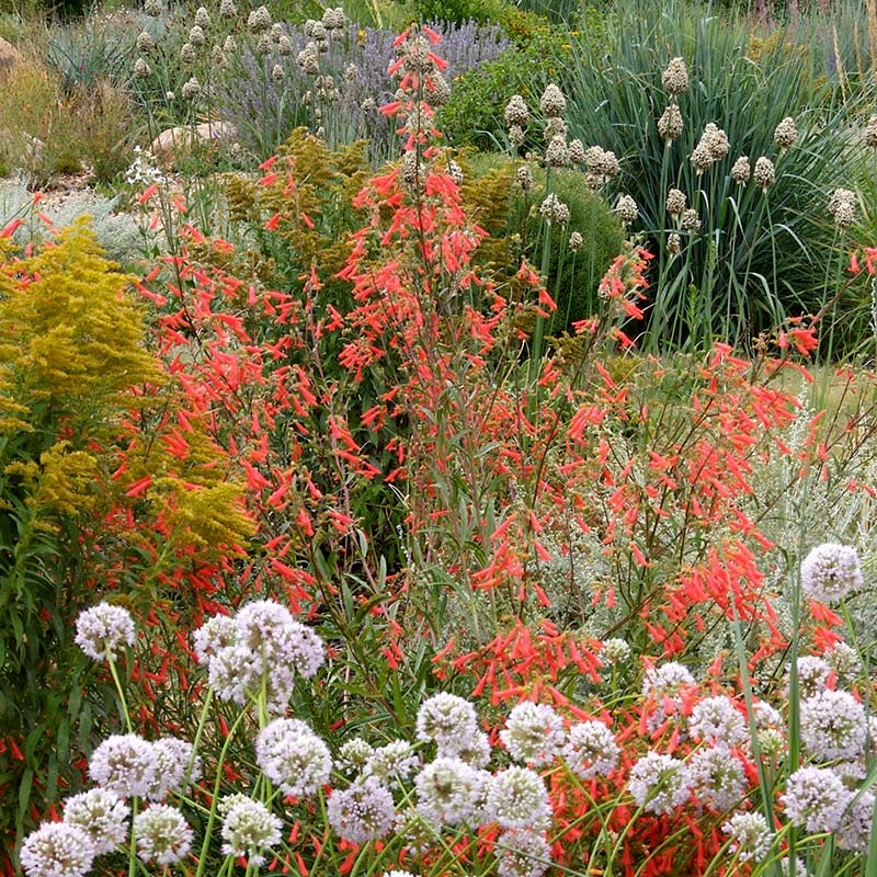 Bridges' Penstemon (Penstemon rostriflorus 'Bridges'). Photo Courtesy of David Winger and Plant Select.
