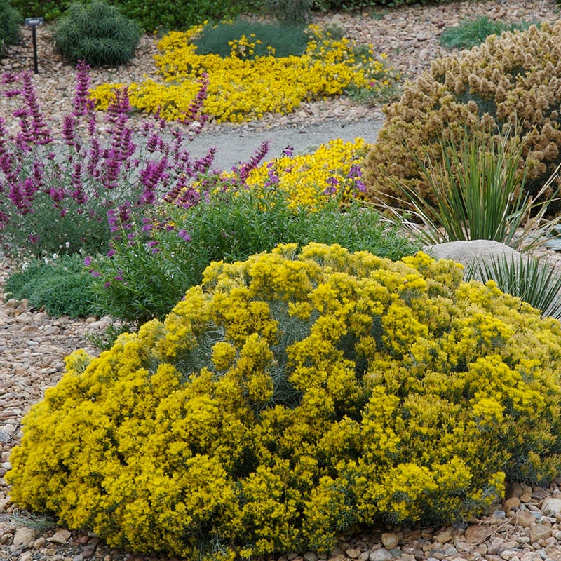 Baby Blue Rabbitbrush (Ericameria nauseosa var. nauseosa). Photo Courtesy of David Winger and Plant Select.