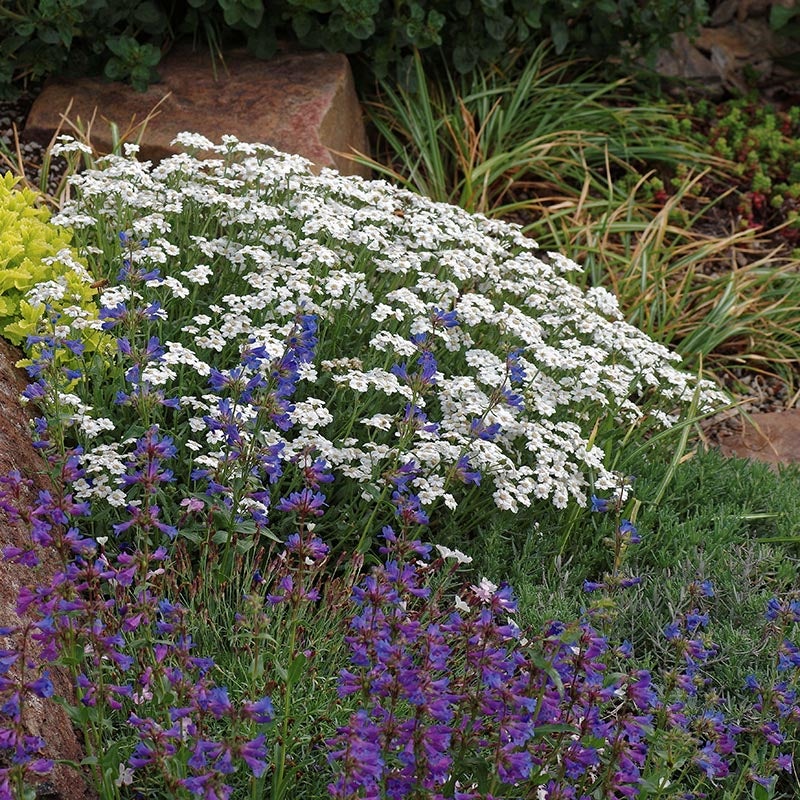 Greek Yarrow (Achillea ageratifolia). Photo Courtesy of Emmis Oure.