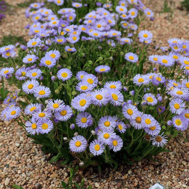 RAMBLER™ Mountain Fleabane (Erigeron)