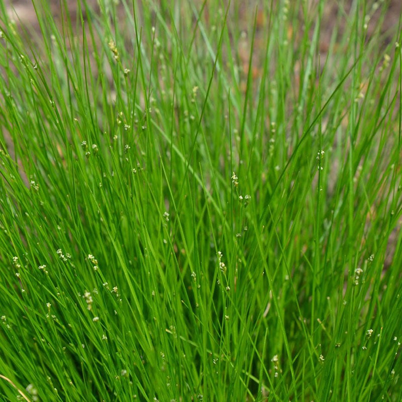 Appalachian Sedge (Carex appalachica). Photo Courtesy of Mt. Cuba (https://mtcubacenter.org)