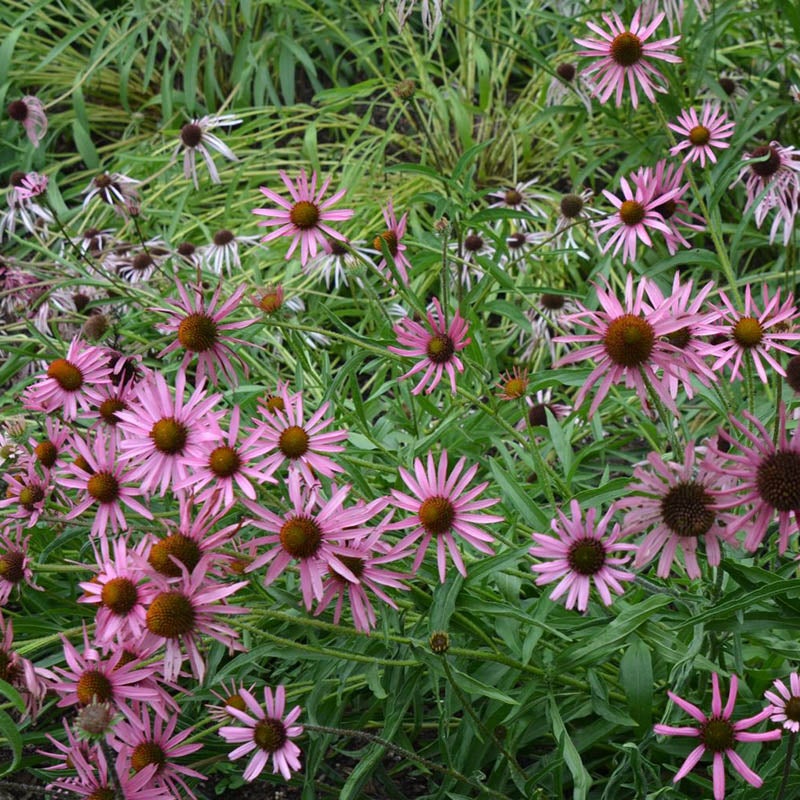 Tennessee Echinacea (Echinacea tennesseensis). Photo Courtesy of Mt Cuba Center.