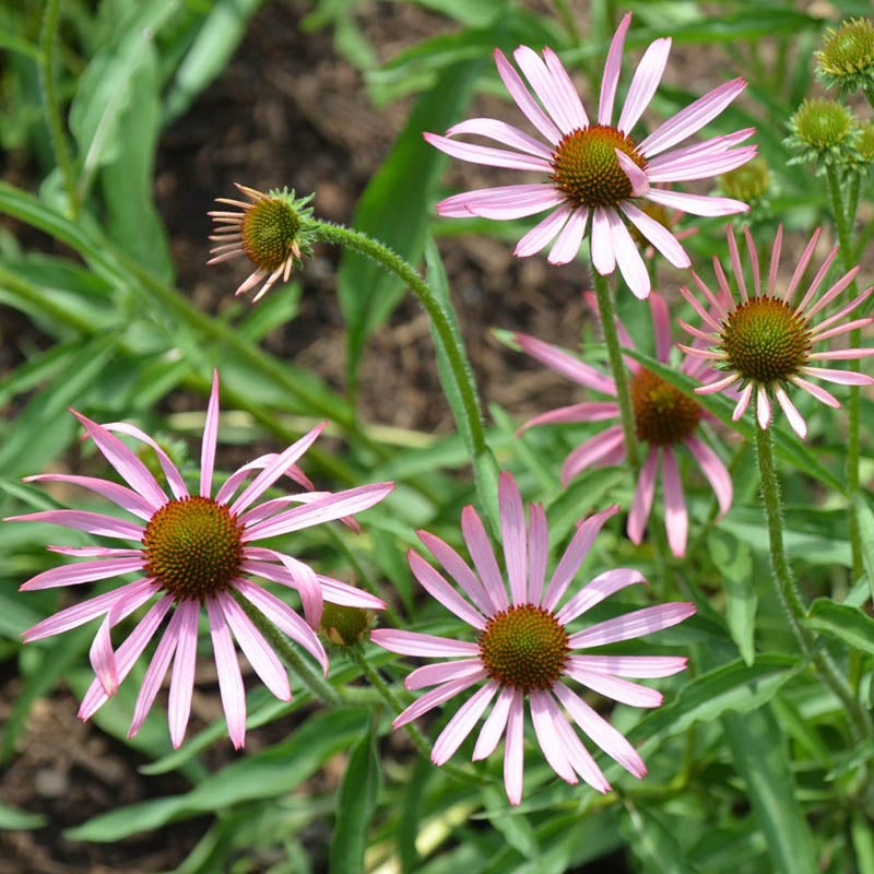 Tennessee Echinacea (Echinacea tennesseensis). Photo Courtesy of Mt Cuba Center.