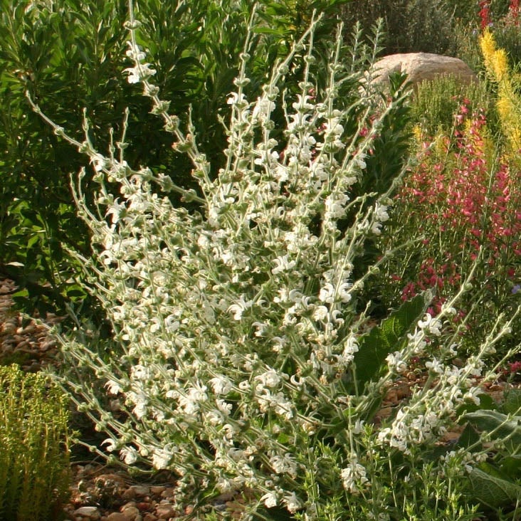 Silver Salvia (Salvia argentea). Photo Courtesy of Pat Hayward and Plant Select. 