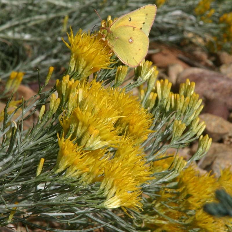 Baby Blue Rabbitbrush (Ericameria nauseosa var. nauseosa). Photo Courtesy of Plant Select.