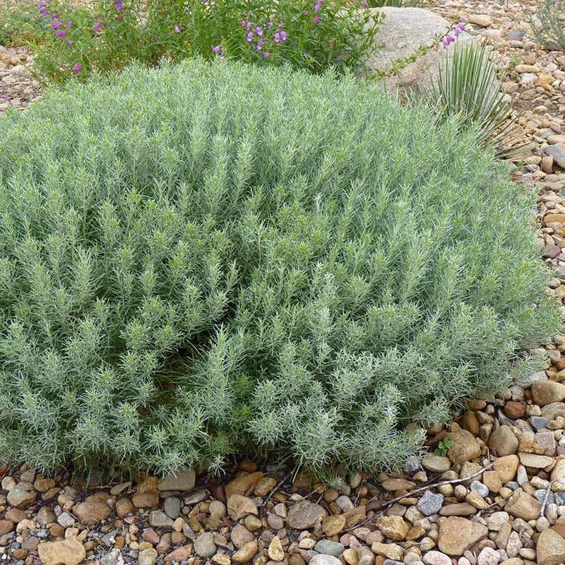 Baby Blue Rabbitbrush (Ericameria nauseosa var. nauseosa). Photo Courtesy of Plant Select.