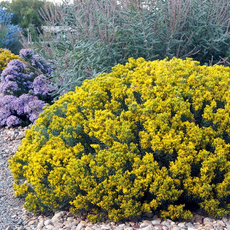 Baby Blue Rabbitbrush (Ericameria nauseosa var. nauseosa). Photo Courtesy of Plant Select.