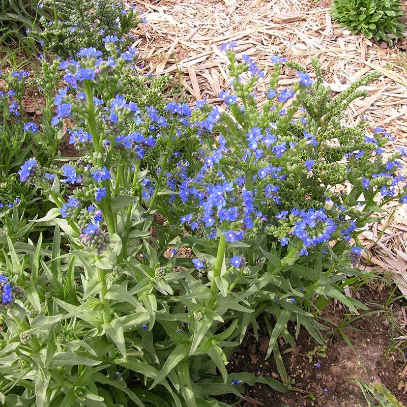 Cape Forget-Me-Not (Anchusa capensis 'Cape Forget-Me-Not'). Photo Courtesy of Plant Select.
