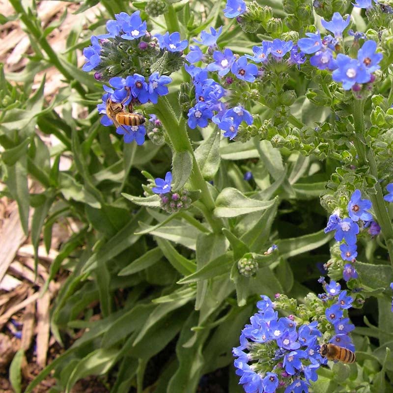 Cape Forget-Me-Not (Anchusa capensis 'Cape Forget-Me-Not'). Photo Courtesy of Plant Select.