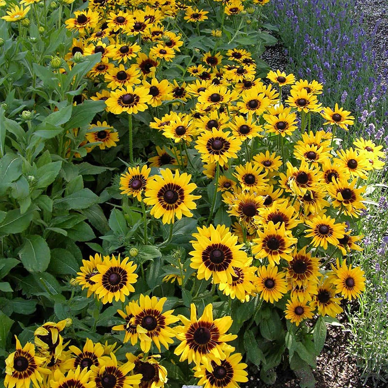 Denver Daisy Black Eyed Susan (Rudbeckia x 'Denver Daisy'). Photo Courtesy of Plant Select.