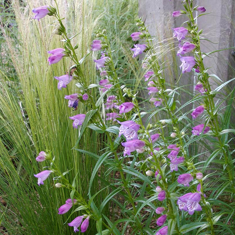 Shadow Mountain® Penstemon (Penstemon x mexicali 'Psmyers'). Photo Courtesy of Plant Select.