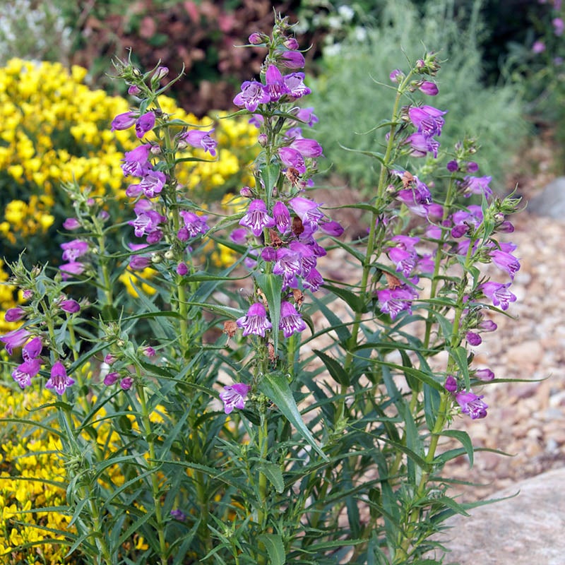 Shadow Mountain® Penstemon (Penstemon x mexicali 'Psmyers'). Photo Courtesy of Plant Select.