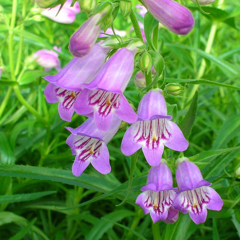 Shadow Mountain® Penstemon (Penstemon x mexicali 'Psmyers'). Photo Courtesy of Plant Select.