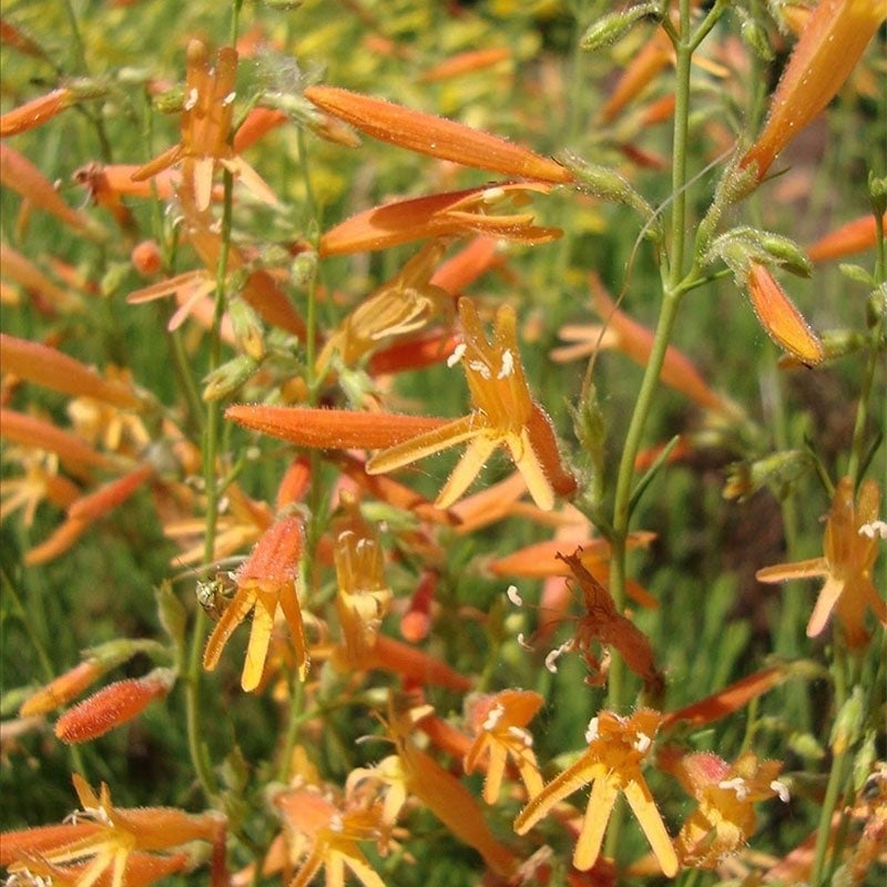 SteppeSuns® Sunset Glow Penstemon (Penstemon pinifolius 'P019S'). Photo Courtesy of Plant Select.