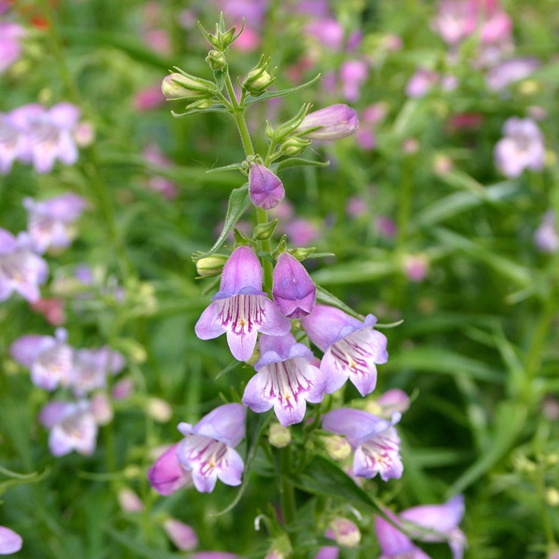 Shadow Mountain® Penstemon (Penstemon x mexicali 'Psmyers'). Photo Courtesy of Ray Daugherty and Plant Select.
