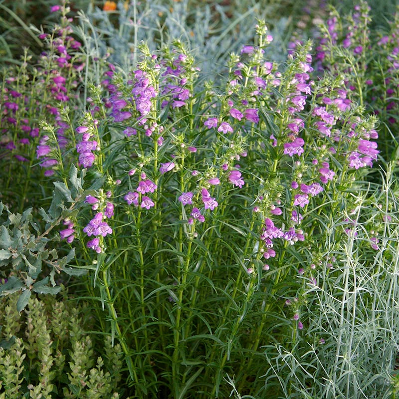 Shadow Mountain® Penstemon (Penstemon x mexicali 'Psmyers'). Photo Courtesy of Ray Daugherty and Plant Select.
