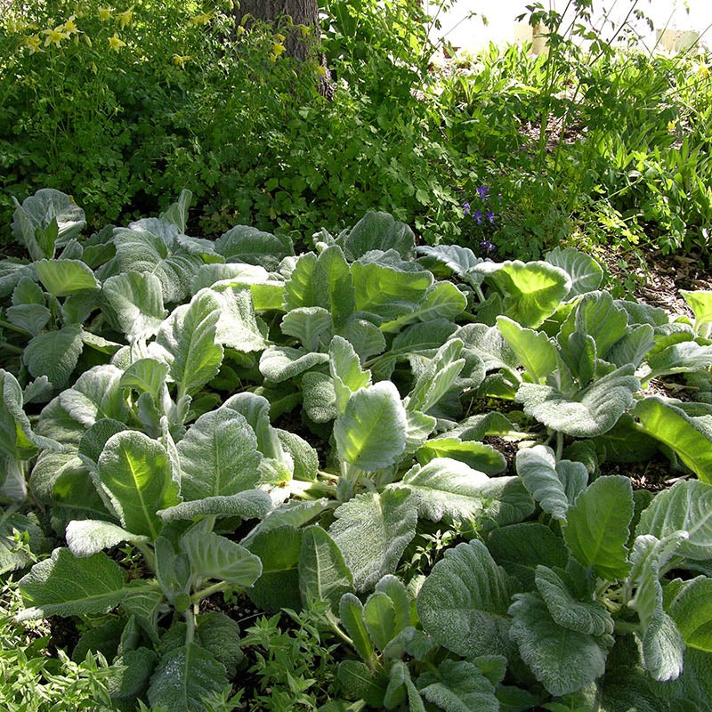 Silver Salvia (Salvia argentea). Photo Courtesy of Ronda Koski and Plant Select.