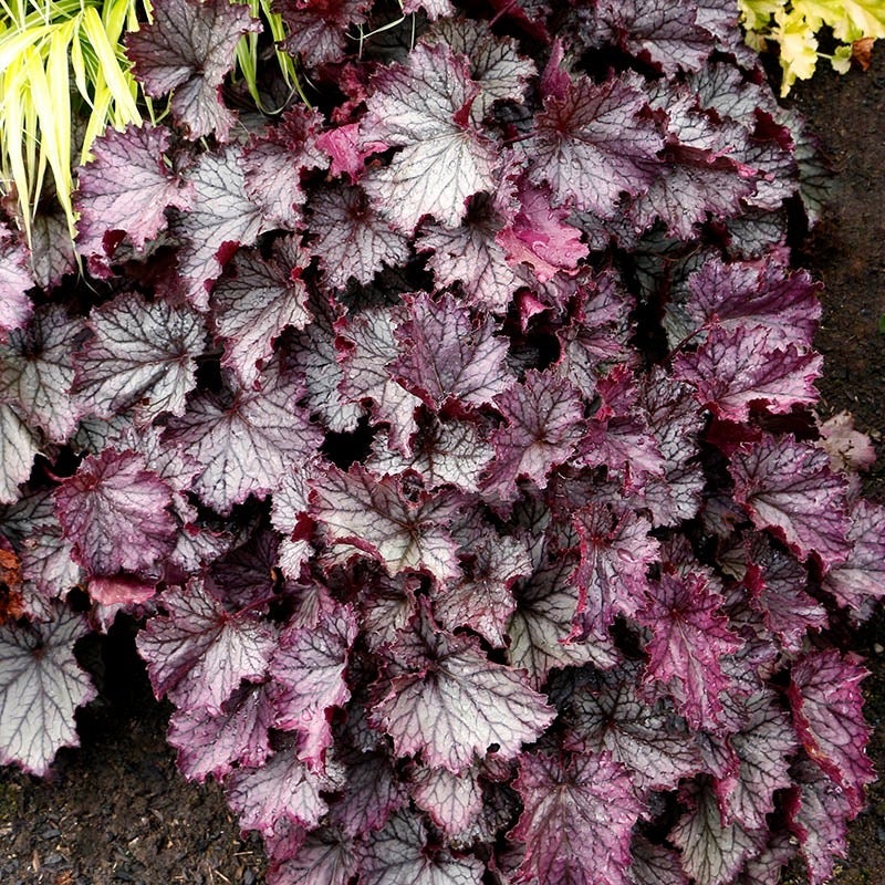 Northern Exposure™ Purple Coral Bells (Heuchera x 'TNHEUNEP'). Photo Courtesy of Tera Nova Nurseries.