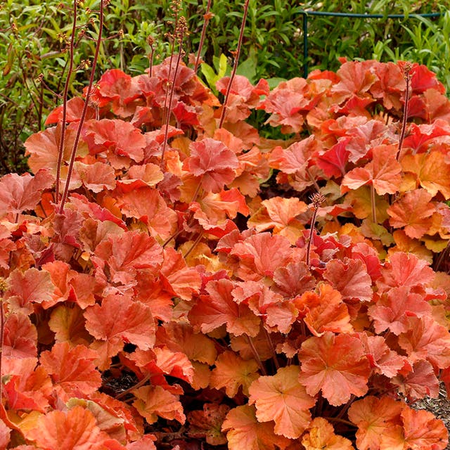 Northern Exposure™ Amber Coral Bells