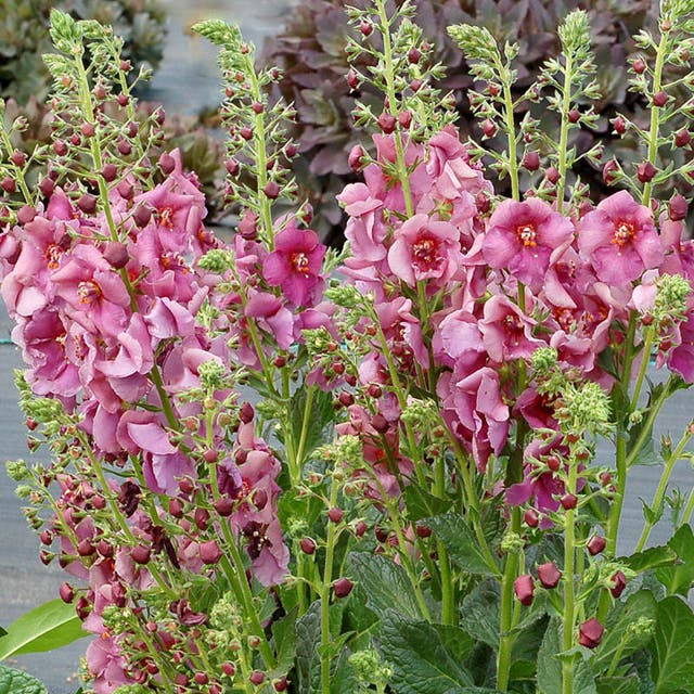 Plum Smokey Mullein (Verbascum)