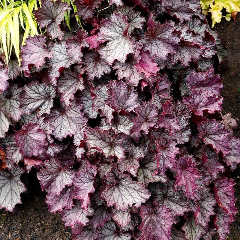 Heuchera x NORTHERN EXPOSURE™ ‘Purple’ (Coral Bells)
Photo courtesy of TERRA NOVA® Nurseries, Inc.