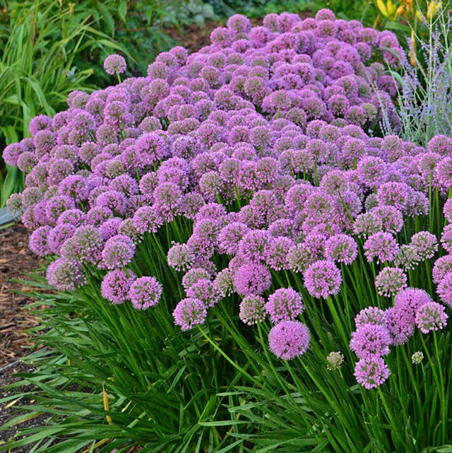 Allium Millenium