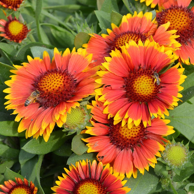 Arizona Sun Gaillardia (Gaillardia grandiflora 'Arizona Sun'). Photo Courtesy of Walter's Gardens Inc.