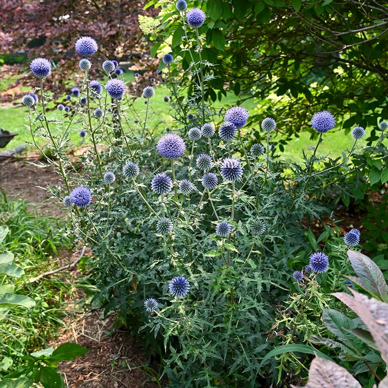 Blue Glow Echinops (Echinops bannaticus 'Blue Glow'). Photo Courtesy of Walter's Gardens Inc.