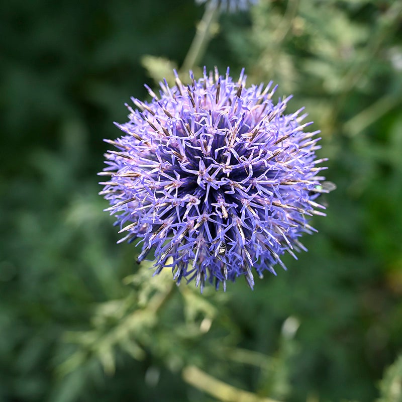 Blue Glow Echinops (Echinops bannaticus 'Blue Glow'). Photo Courtesy of Walter's Gardens Inc.