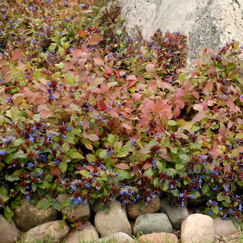 Hardy Plumbago (Ceratostigma plumbaginoides). Photo Courtesy of Walter's Gardens Inc.