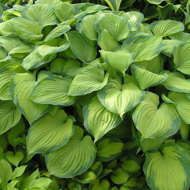 Guacamole Hosta (Hosta x 'Guacamole'). Photo Courtesy of Walter's Gardens Inc.
