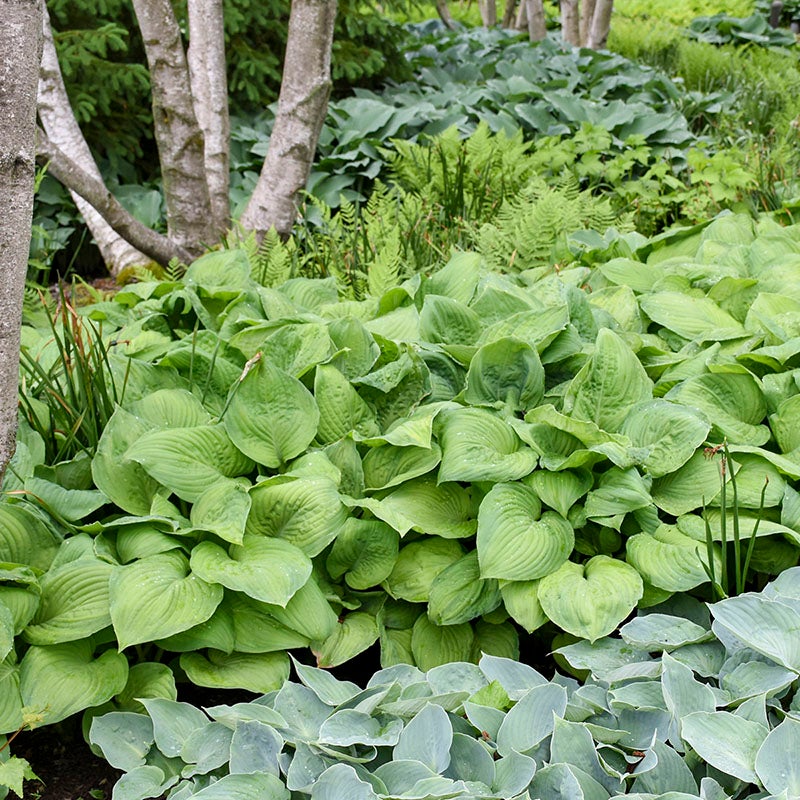 Guacamole Hosta (Hosta x 'Guacamole'). Photo Courtesy of Walter's Gardens Inc.