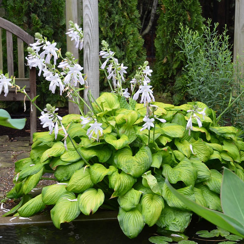 Guacamole Hosta (Hosta x 'Guacamole'). Photo Courtesy of Walter's Gardens Inc.