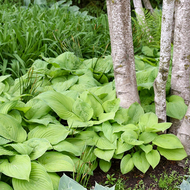 Guacamole Hosta (Hosta x 'Guacamole'). Photo Courtesy of Walter's Gardens Inc.