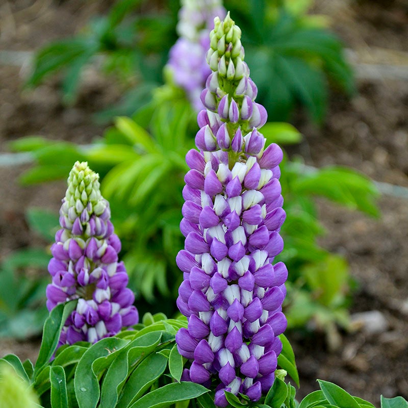 Mini Gallery™ Blue Lupine (Lupinus polyphyllus MINI GALLERY™ 'Blue'). Photo Courtesy of Walter's Gardens Inc.
