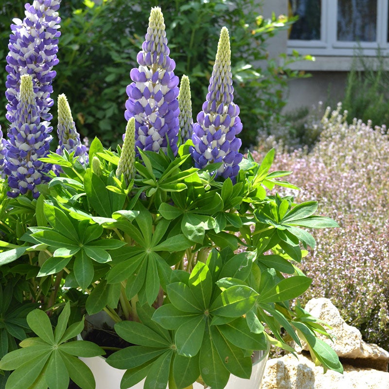 Mini Gallery™ Blue Lupine (Lupinus polyphyllus MINI GALLERY™ 'Blue'). Photo Courtesy of Walter's Gardens Inc.
