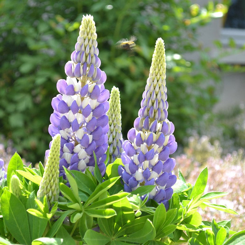 Mini Gallery™ Blue Lupine (Lupinus polyphyllus MINI GALLERY™ 'Blue'). Photo Courtesy of Walter's Gardens Inc.
