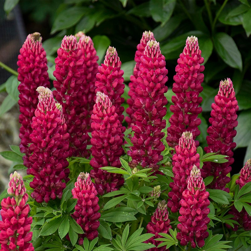 Mini Gallery™ Red Lupine (Lupinus polyphyllus MINI GALLERY™ 'Red'). Photo Courtesy of Walter's Gardens Inc.
