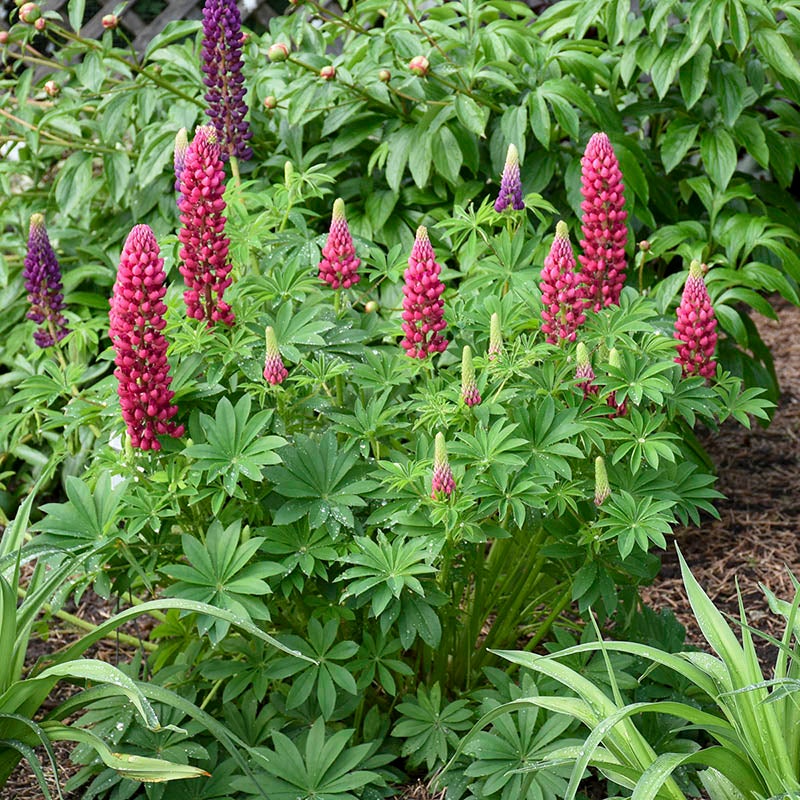 Mini Gallery™ Red Lupine (Lupinus polyphyllus MINI GALLERY™ 'Red'). Photo Courtesy of Walter's Gardens Inc.
