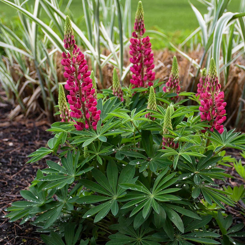 Mini Gallery™ Red Lupine (Lupinus polyphyllus MINI GALLERY™ 'Red'). Photo Courtesy of Walter's Gardens Inc.
