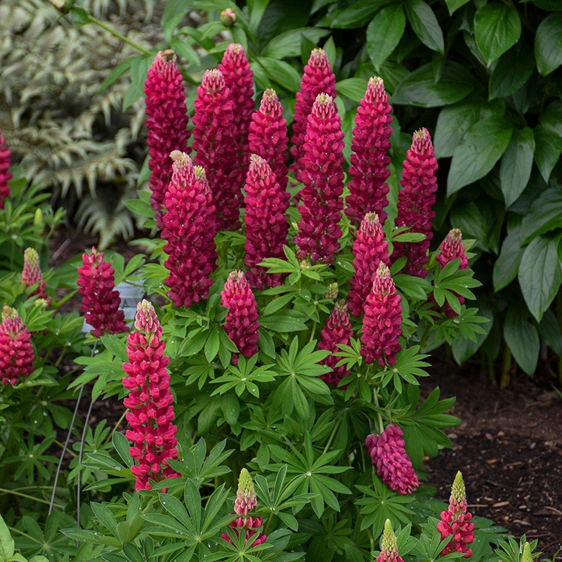 Mini Gallery™ Red Lupine (Lupinus polyphyllus MINI GALLERY™ 'Red'). Photo Courtesy of Walter's Gardens Inc.
