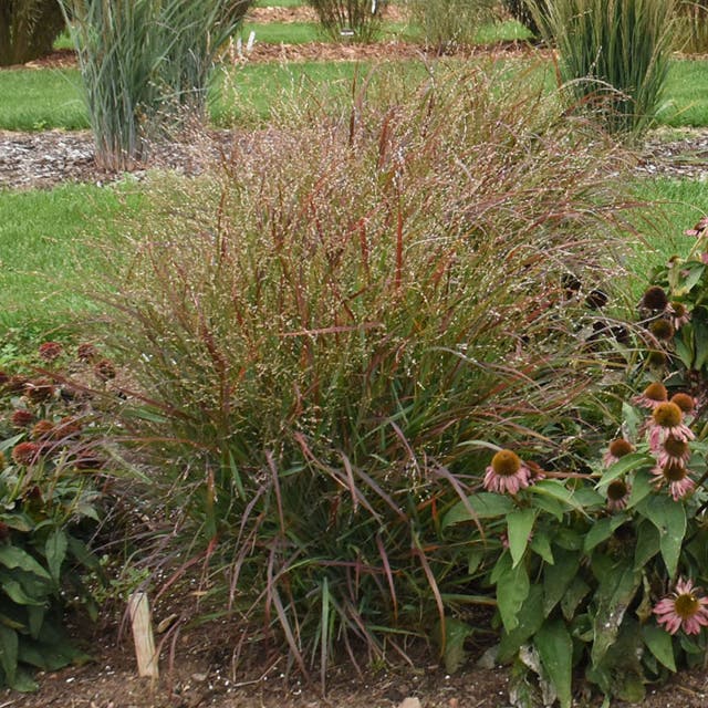 Red Flame Switchgrass