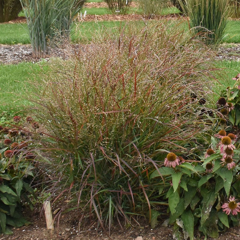 Red Flame Switchgrass (Panicum virgatum). Photo Courtesy of Walter's Gardens Inc.