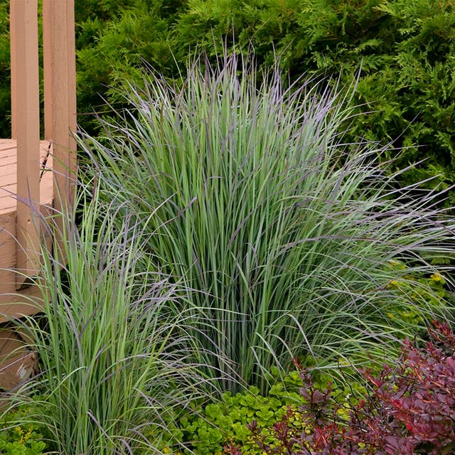 Twilight Zone Little Bluestem Grass